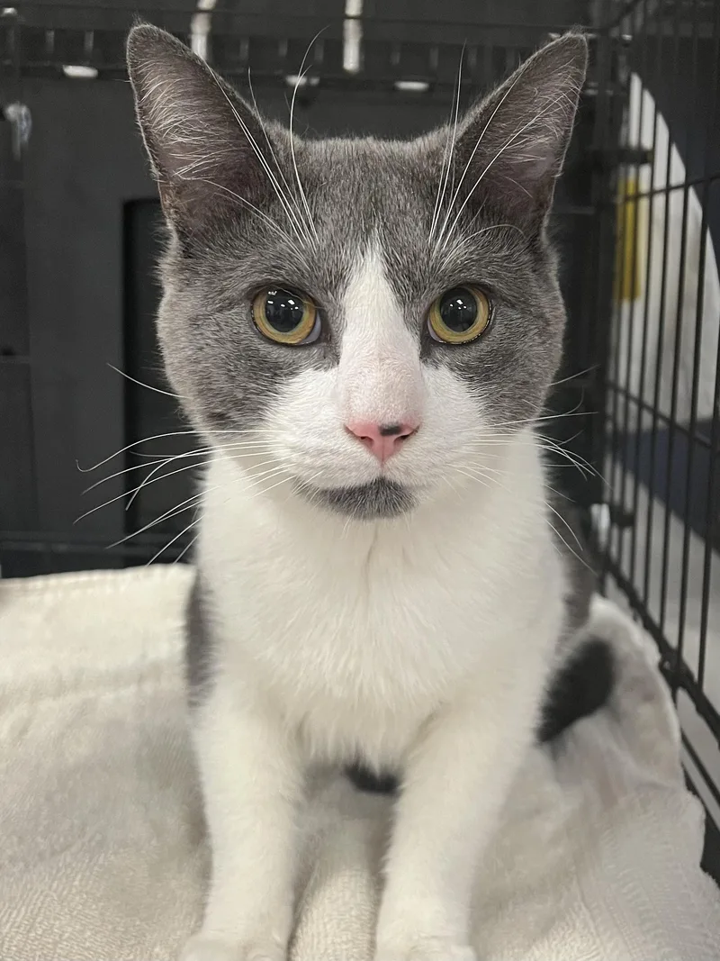 A young medium-sized male Gray / Blue / Silver Domestic Short Hair cat named Douglas for adoption in Johnston, RI