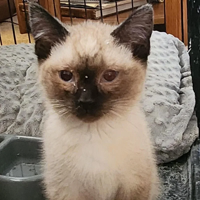 A baby small-sized male Cream / Ivory Siamese cat named Mudkip for adoption in South Elgin, IL