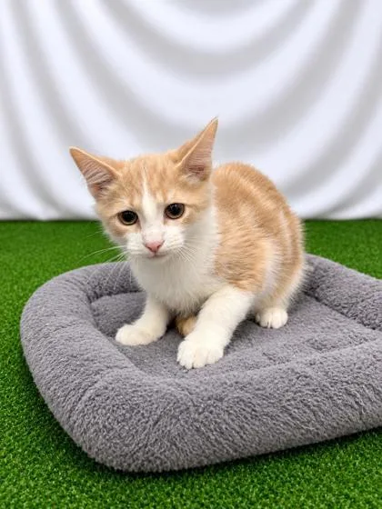 A baby small-sized male Orange / Red Domestic Short Hair cat named Breakfast Casserole for adoption in Covington, LA