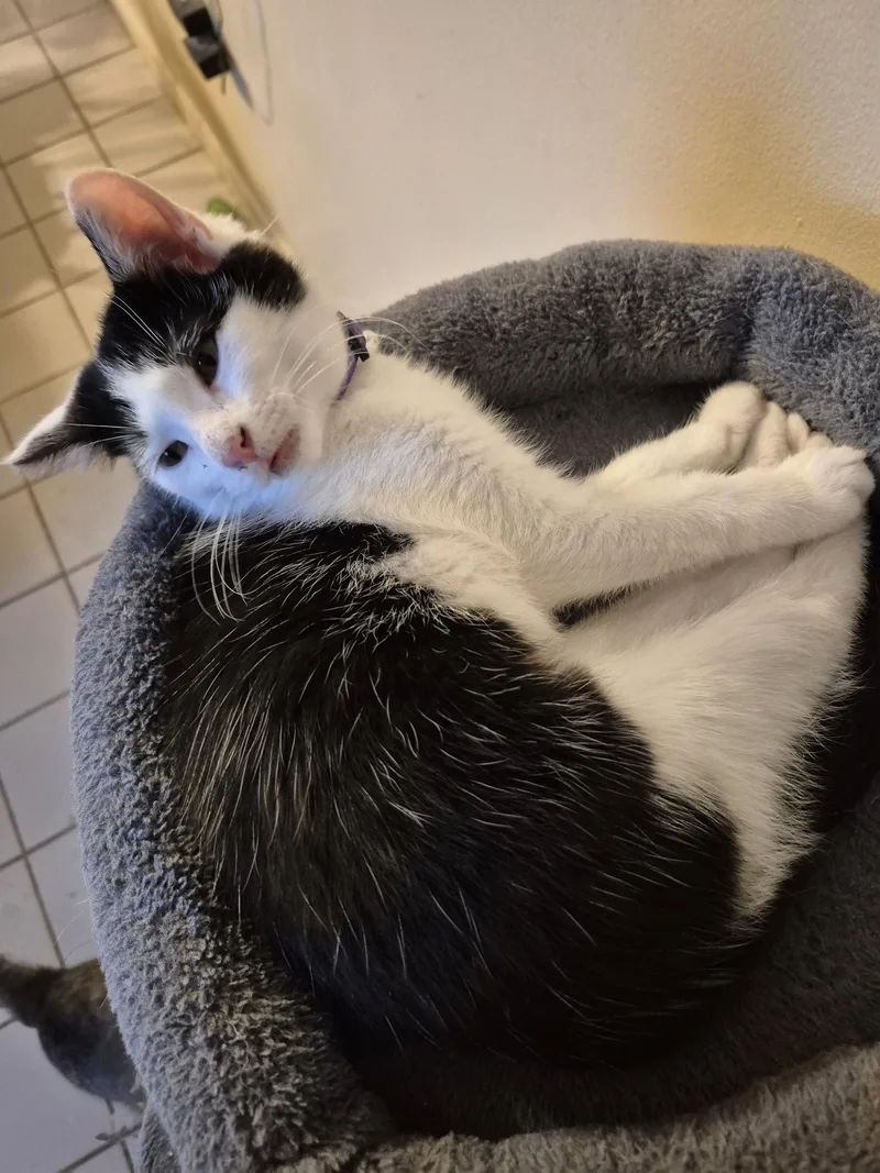 A young medium-sized female Black & White / Tuxedo Domestic Short Hair cat named Bessie for adoption in Ocean Pines, MD