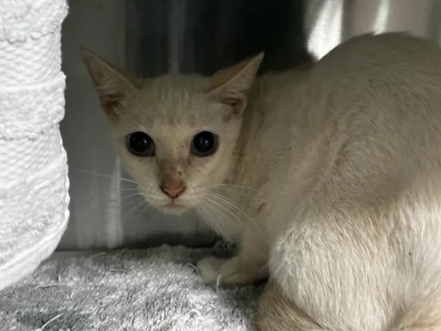 A young medium-sized female Domestic Short Hair cat named Virgo for adoption in Fort Lauderdale, FL