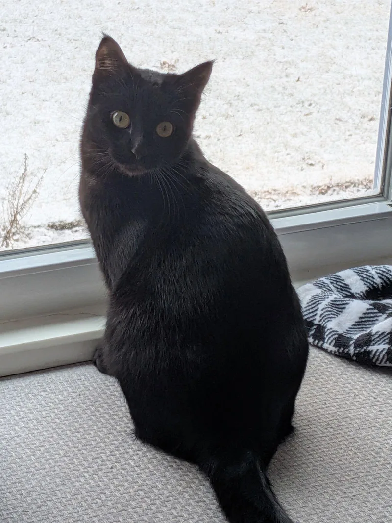 A young medium-sized female Domestic Short Hair cat named Ginger for adoption in Eureka, MO