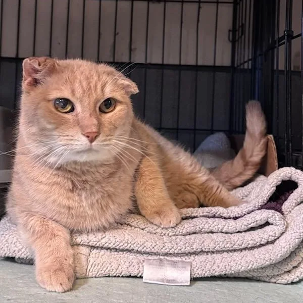 An adult medium-sized male Tabby (Orange / Red) Domestic Short Hair cat named Matteo for adoption in Newburgh, NY