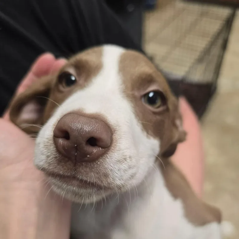 Hazelnut thumbnail 2