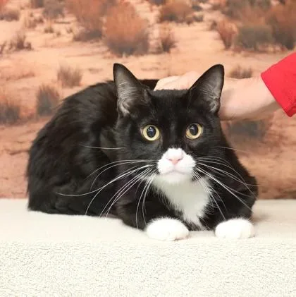 An adult small-sized male Domestic Short Hair cat named Adida for adoption in West Chester, PA
