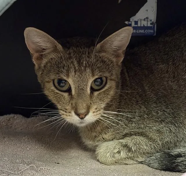 A young medium-sized female Domestic Medium Hair cat named Blake for adoption in Dallas, TX
