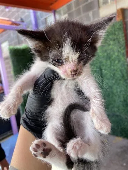 A baby small-sized female Black Domestic Short Hair cat named 60929158 for adoption in El Paso, TX