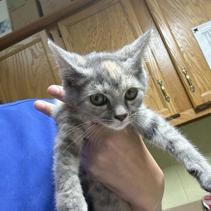 A baby small-sized female Tortoiseshell Domestic Short Hair cat named Georgia for adoption in Lewisburg, WV