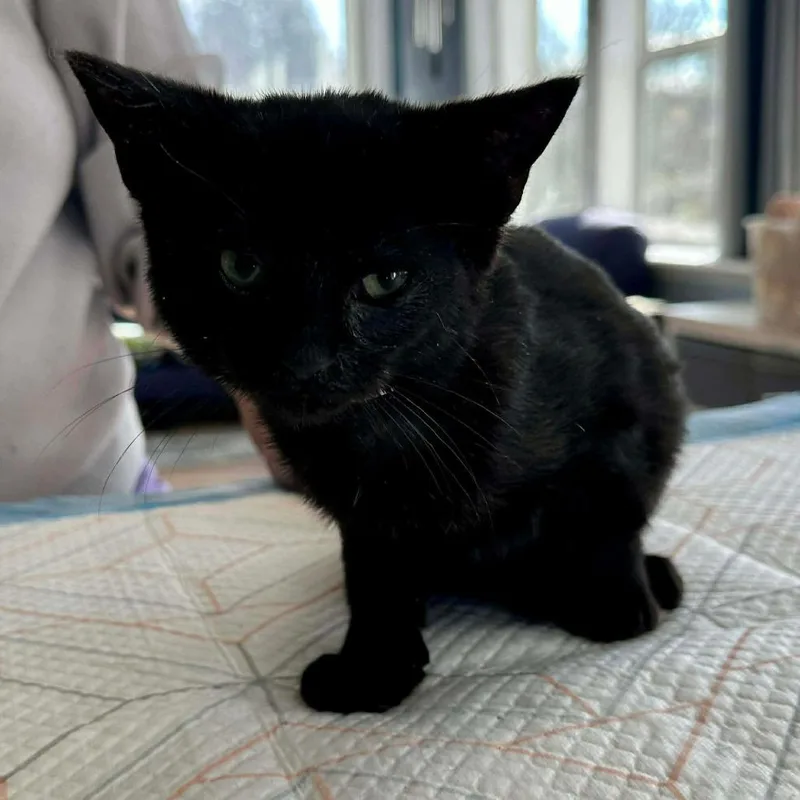 W&m: Walter Hobbs thumbnail 2