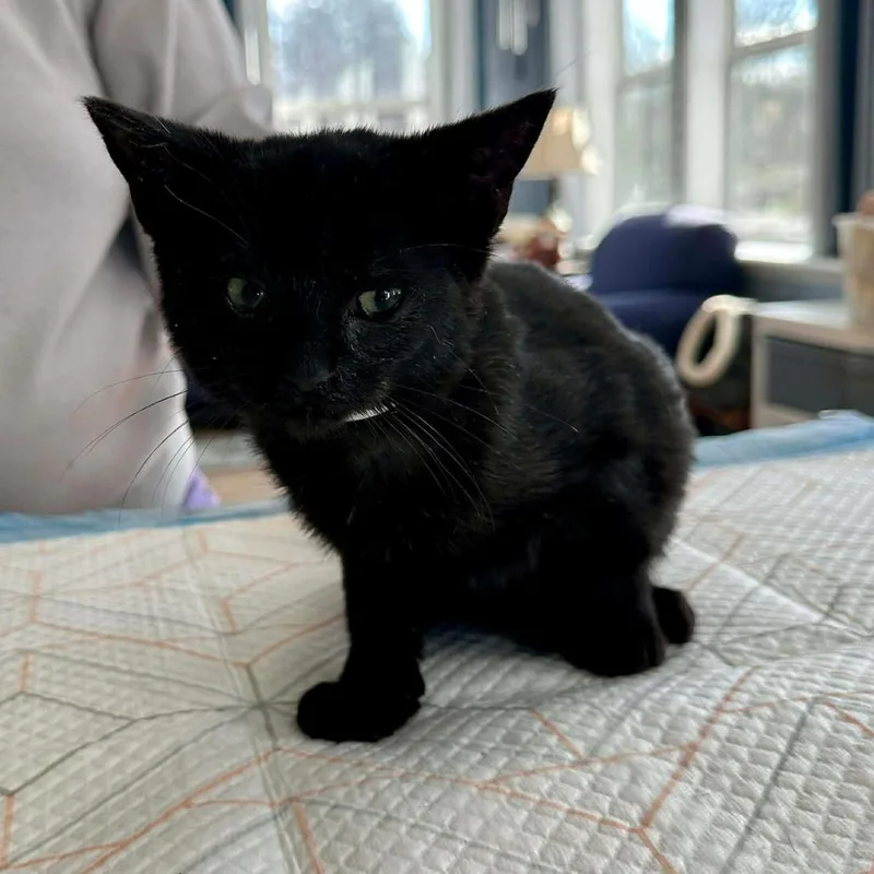 W&m: Walter Hobbs thumbnail 3