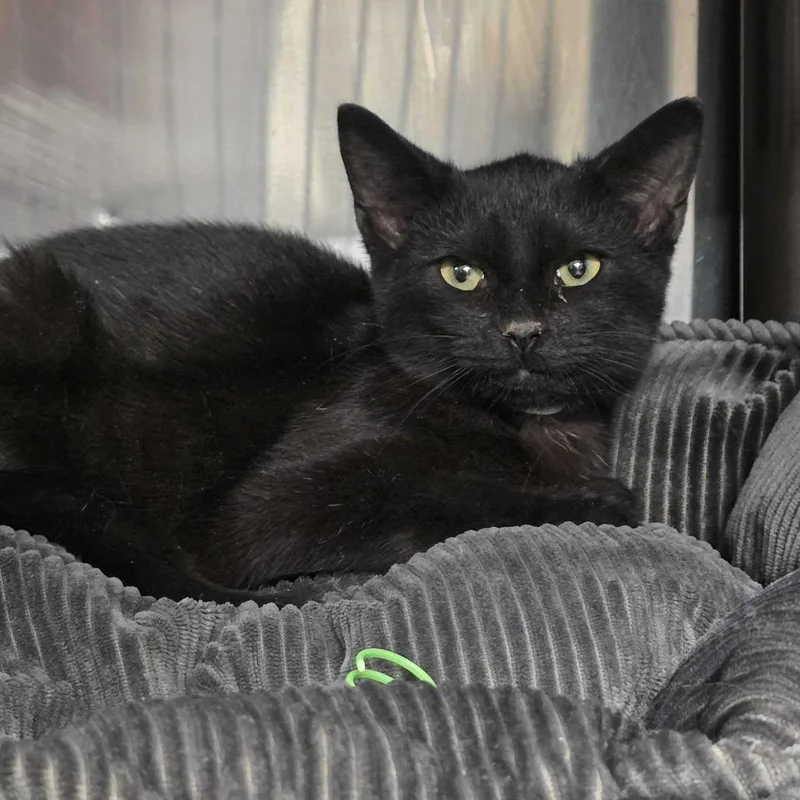 W&m: Walter Hobbs thumbnail 5