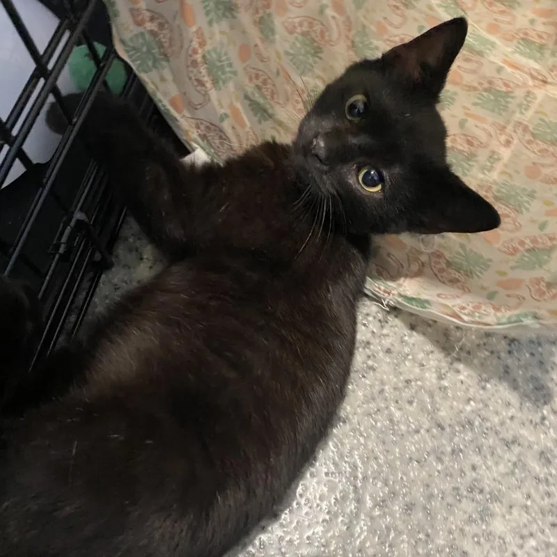 W&m: Walter Hobbs thumbnail 6