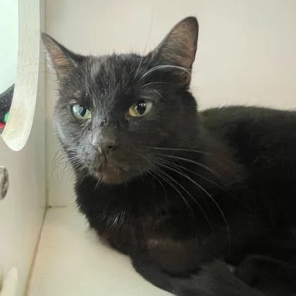 An adult small-sized female Domestic Short Hair cat named Noa for adoption in Wheaton, IL