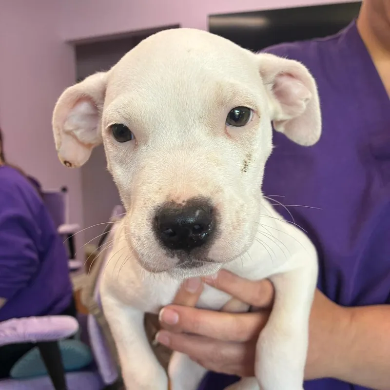 A baby small-sized male Black Pit Bull Terrier dog named Apricot Jam for adoption in Northbrook, IL