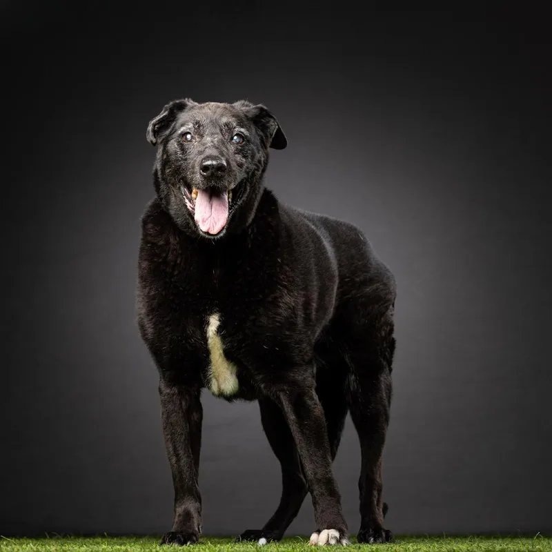 A senior medium-sized female Black Labrador Retriever dog named Veronica for adoption in Jupiter, FL