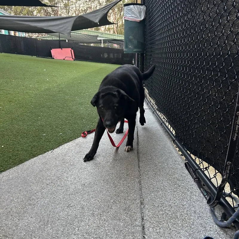 Veronica thumbnail 2