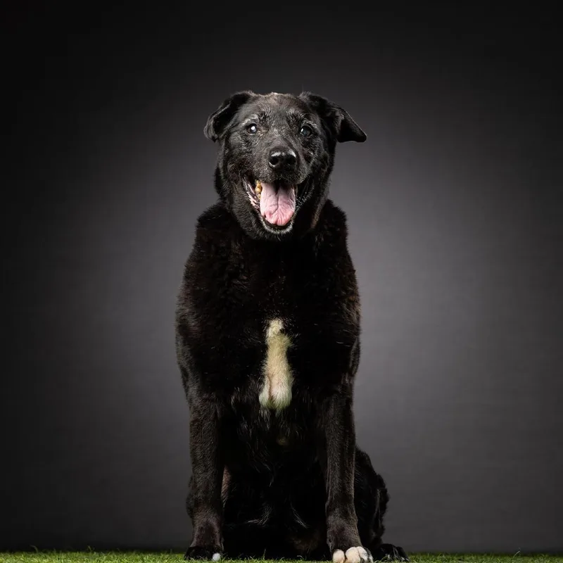 Veronica thumbnail 3