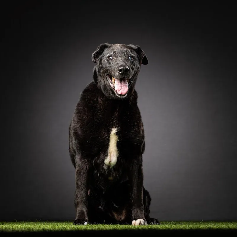 Veronica thumbnail 4