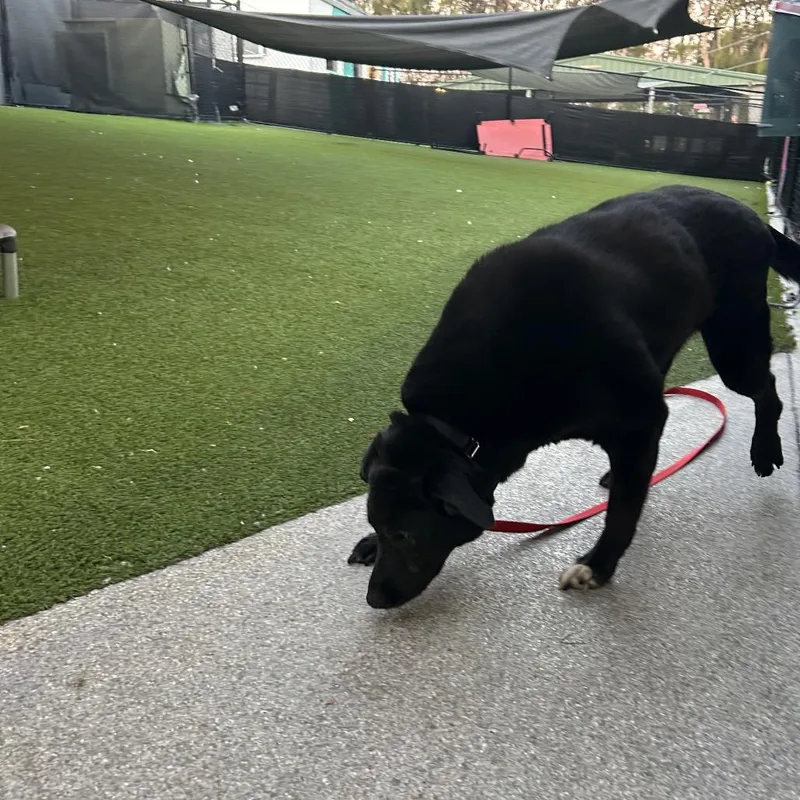 Veronica thumbnail 5