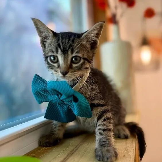 A baby medium-sized male Tabby (Brown / Chocolate) Tabby cat named Deacon Blue for adoption in Friendswood, TX