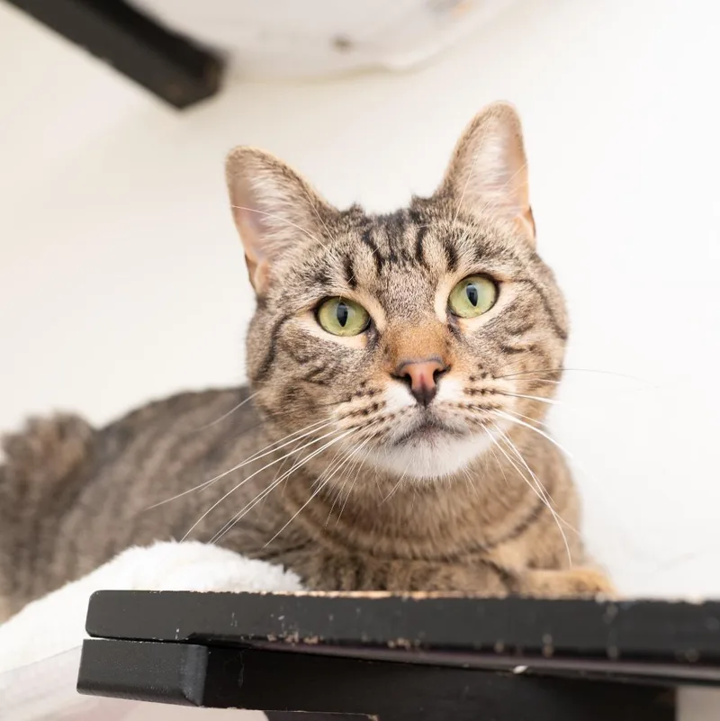 An adult small-sized male Domestic Short Hair cat named Percy for adoption in Los Angeles, CA