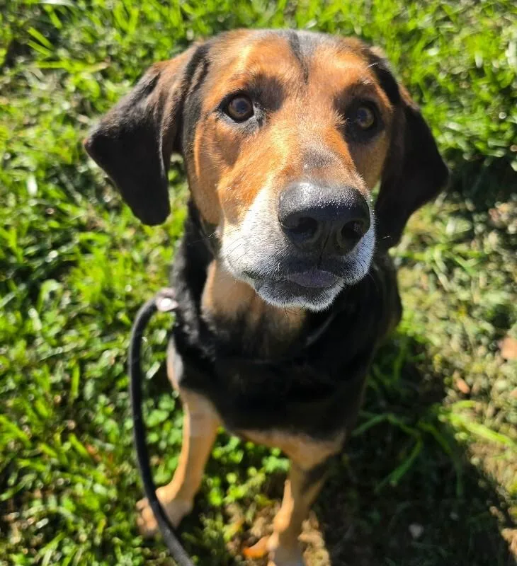 An adult medium-sized male Hound dog named Joey for adoption in Roanoke, VA