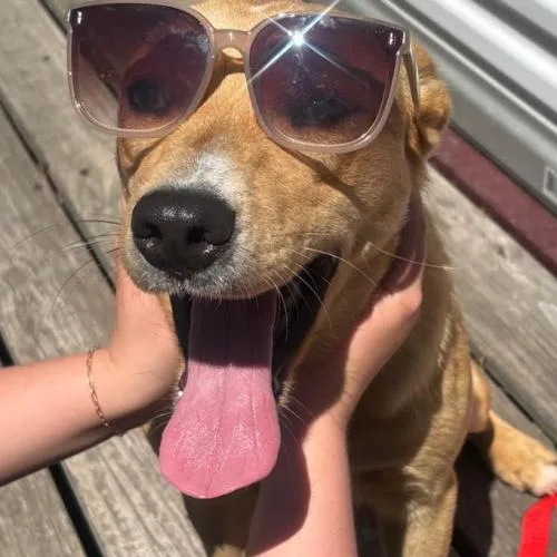 A young medium-sized female Yellow / Tan / Blond / Fawn Cattle Dog dog named Kenna for adoption in Washington DC, DC