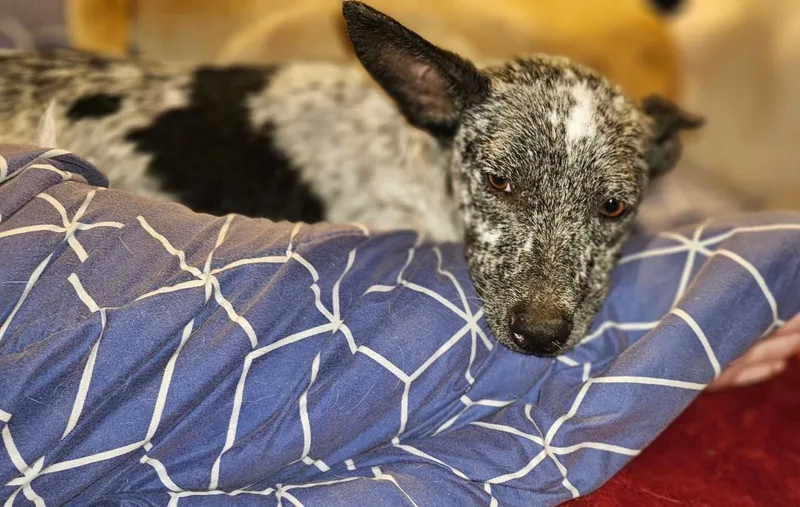 A young medium-sized female Black Australian Cattle Dog / Blue Heeler dog named Bajela for adoption in Kermit, TX