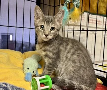 A baby small-sized female Domestic Short Hair cat named Spark Plug for adoption in Visalia, CA