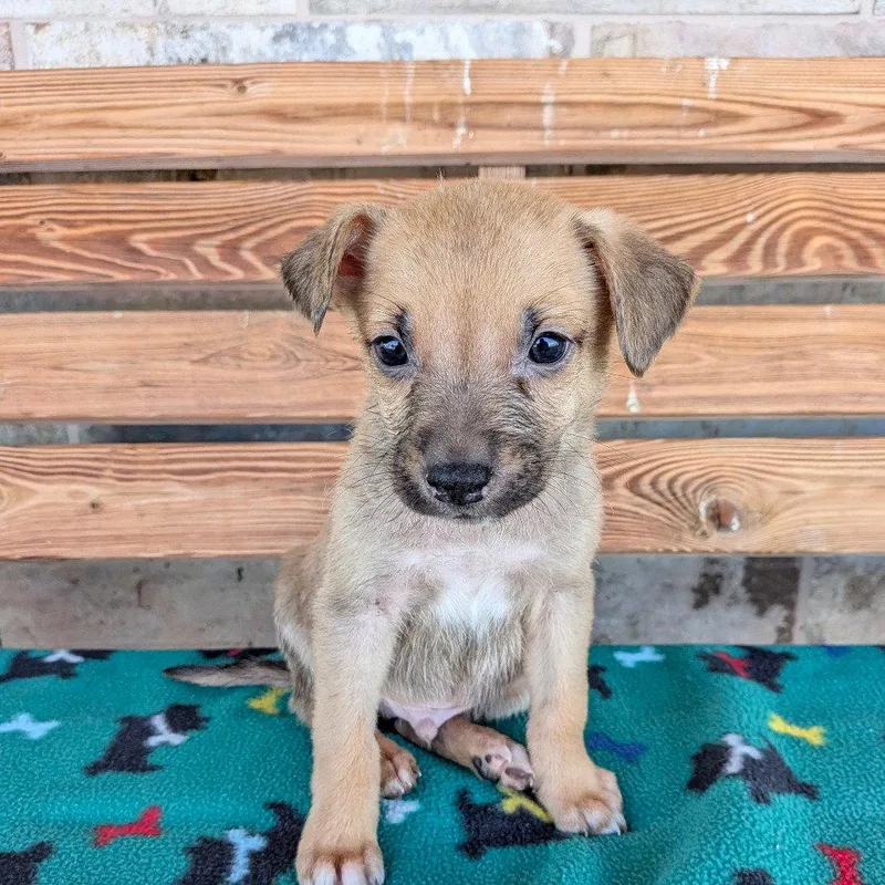 A baby small-sized male Chihuahua dog named Idaho for adoption in Chico, CA