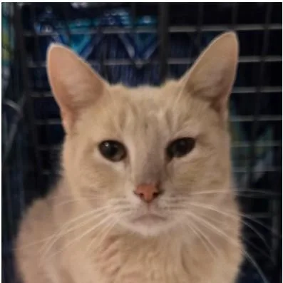 An adult small-sized female Domestic Short Hair cat named Keke for adoption in Albuquerque, NM