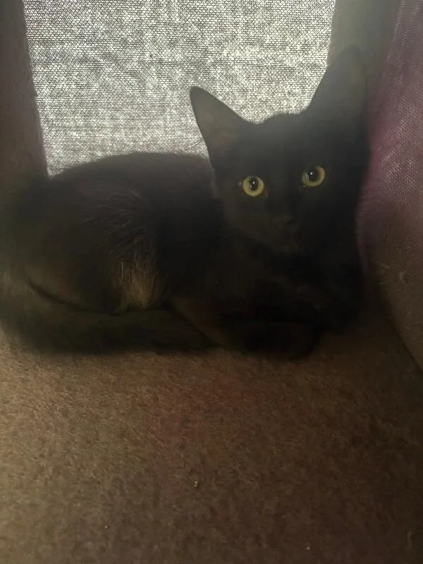 A young medium-sized female Black Domestic Long Hair cat named June for adoption in Fort Collins, CO