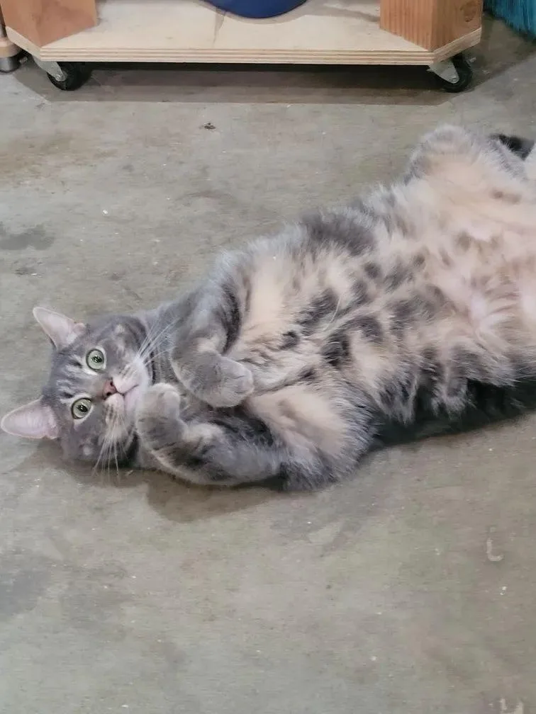 Kit Kat