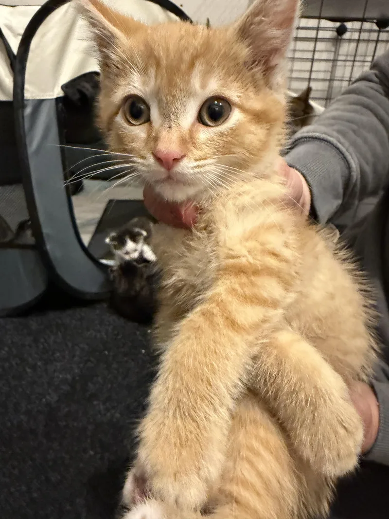 A baby small-sized male Orange / Red Domestic Short Hair cat named Sunny for adoption in Syosset, NY