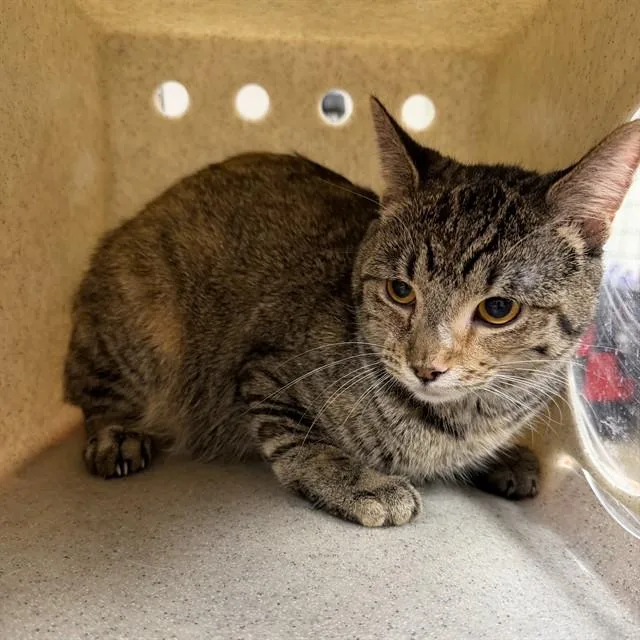 A young small-sized female Domestic Short Hair cat named Taffy for adoption in Agoura, CA
