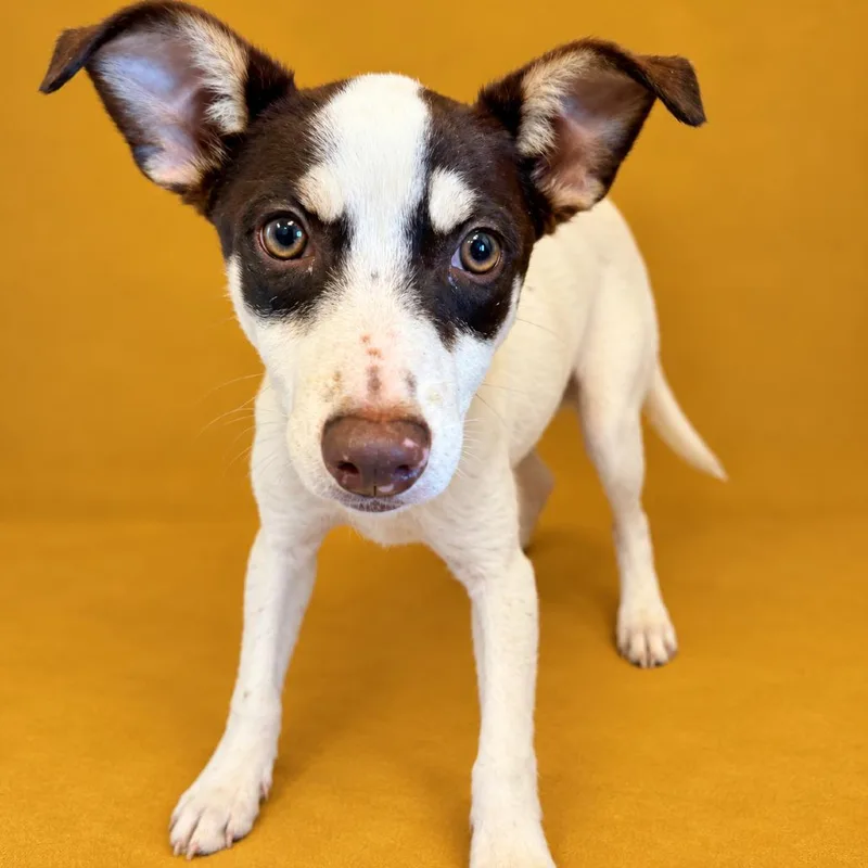 A baby small-sized female Terrier dog named Lorraine for adoption in Concord, NC