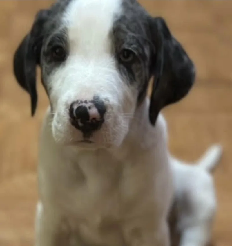 A baby large-sized male Great Dane dog named Bill for adoption in Orland Park, IL