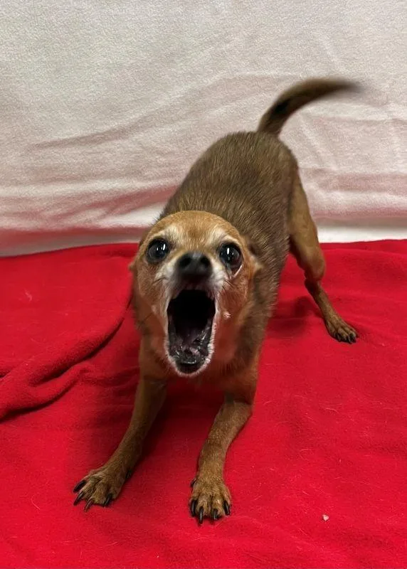 A senior medium-sized male Chihuahua dog named Obi for adoption in Genoa, IL