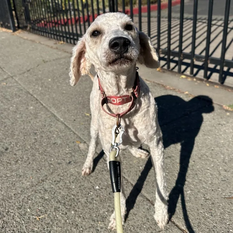 An adult medium-sized male White / Cream Poodle dog named Drifter for adoption in Point Richmond, CA