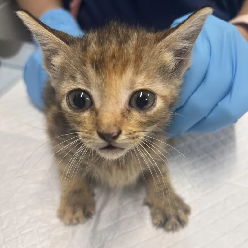 A baby small-sized female Tortoiseshell Domestic Short Hair cat named Veronica for adoption in Summerville, SC