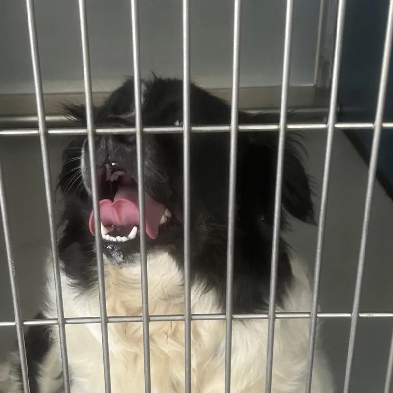 An adult medium-sized female White / Cream Border Collie dog named Hawaii for adoption in Greenville, SC