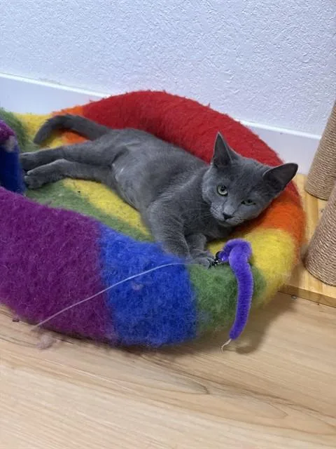 A baby small-sized female Domestic Short Hair cat named Dust Bunny for adoption in Aurora, CO