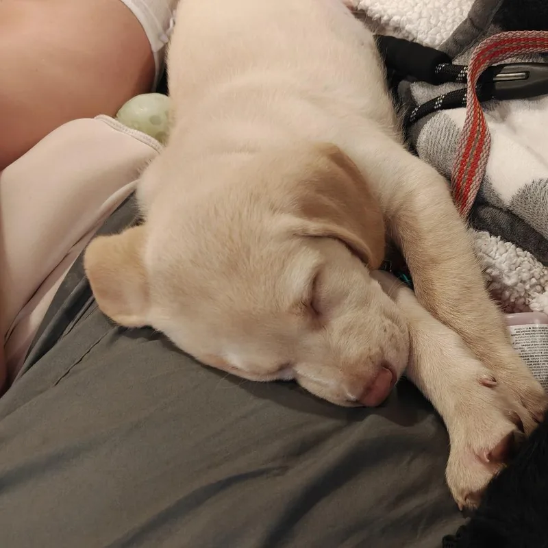 A baby small-sized male Yellow / Tan / Blond / Fawn Yellow Labrador Retriever dog named Fish D for adoption in Princeton, MN