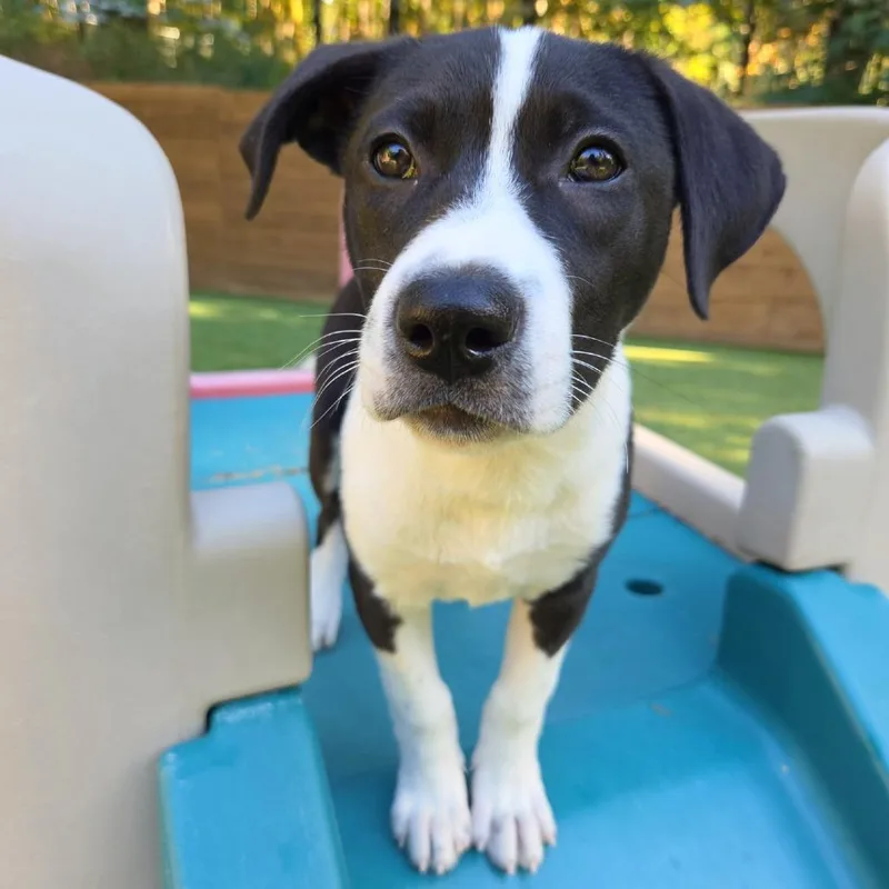 A baby small-sized female Pit Bull Terrier dog named Darla for adoption in Woodinville, WA
