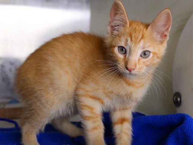 A baby small-sized male Domestic Short Hair cat named Marmalade for adoption in Tallahassee, FL