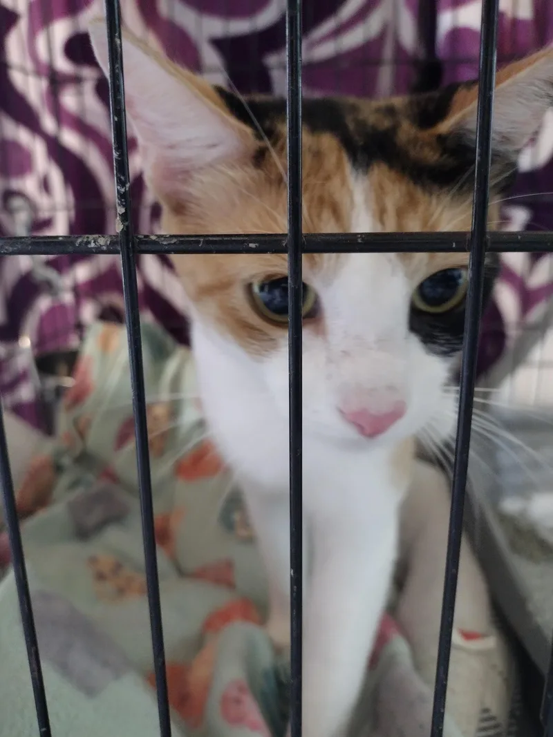 An adult medium-sized female Calico cat named Sadie for adoption in Mineola, TX