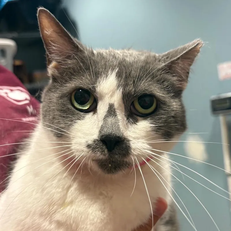 An adult large-sized female White Domestic Short Hair cat named Grits for adoption in Chattanooga, TN