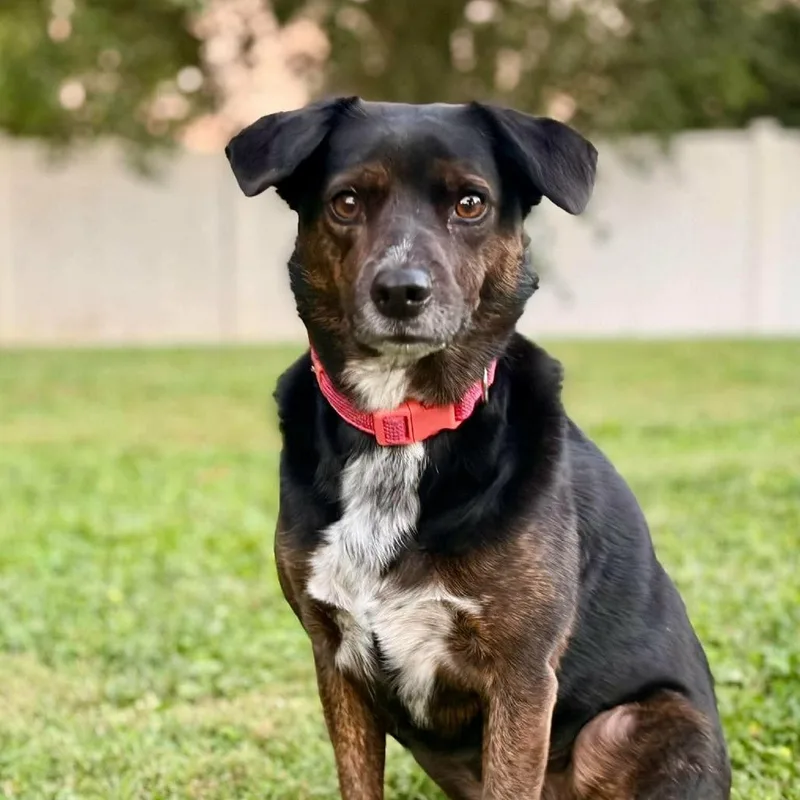 An adult medium-sized female Beagle dog named Daisy for adoption in Chantilly, VA