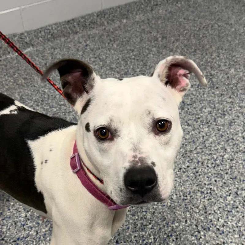 An adult medium-sized female White / Cream Mixed Breed dog named Daisy for adoption in Greenville, SC