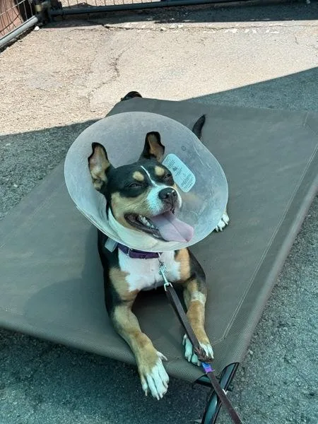 A young medium-sized female Pit Bull Terrier dog named Chula for adoption in San Diego, CA